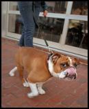Dawg