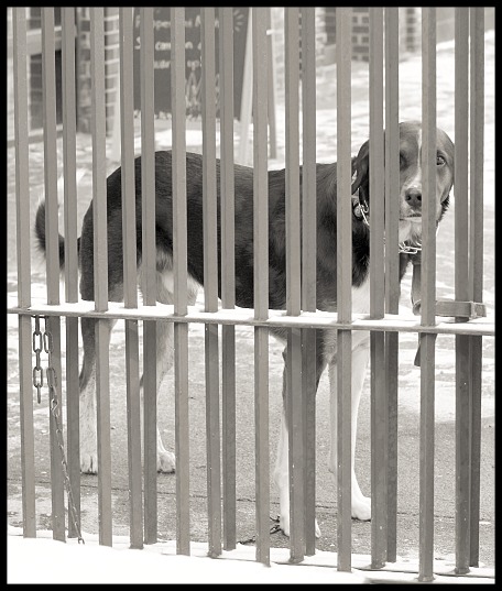 Tiedupdog