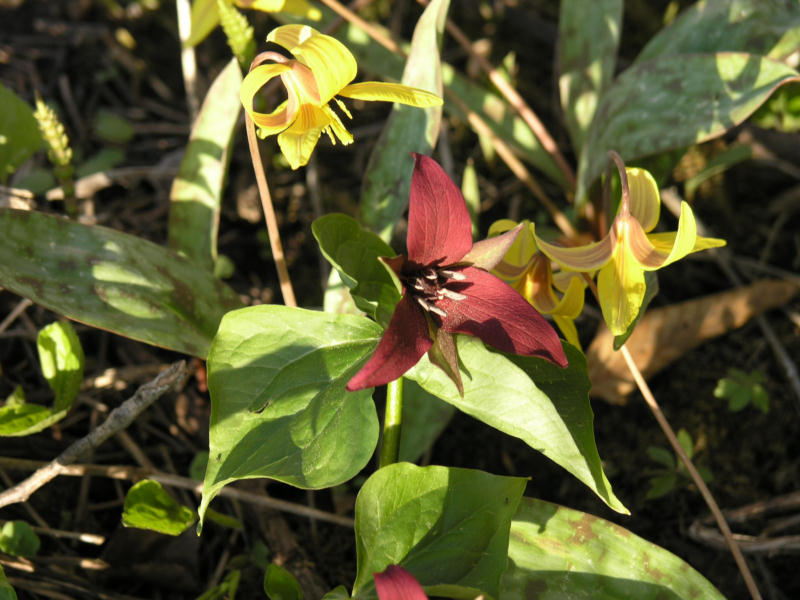 Purple Trillium .JPG