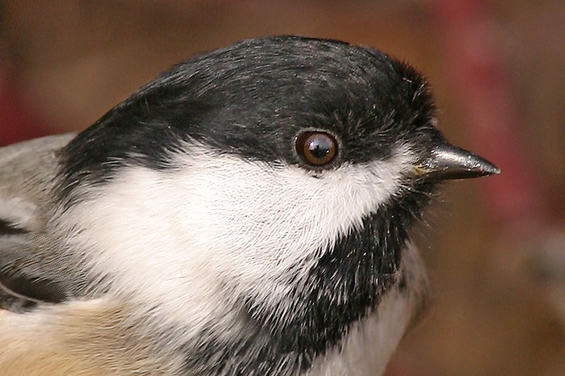 Chickadee Portrait