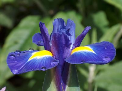 Rainy iris