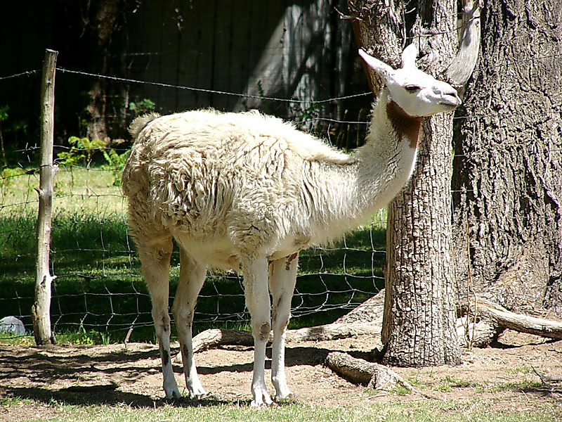 Llama 2