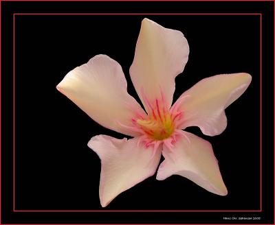 Nerie flower