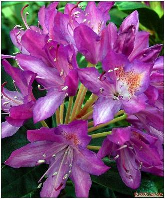 100_37171Rhody1.jpg