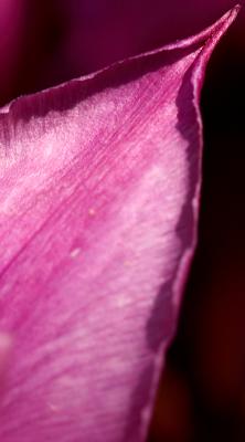 Tulip petal