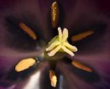 Tulip pistil, stamens