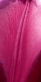 Tulip petal in soft light