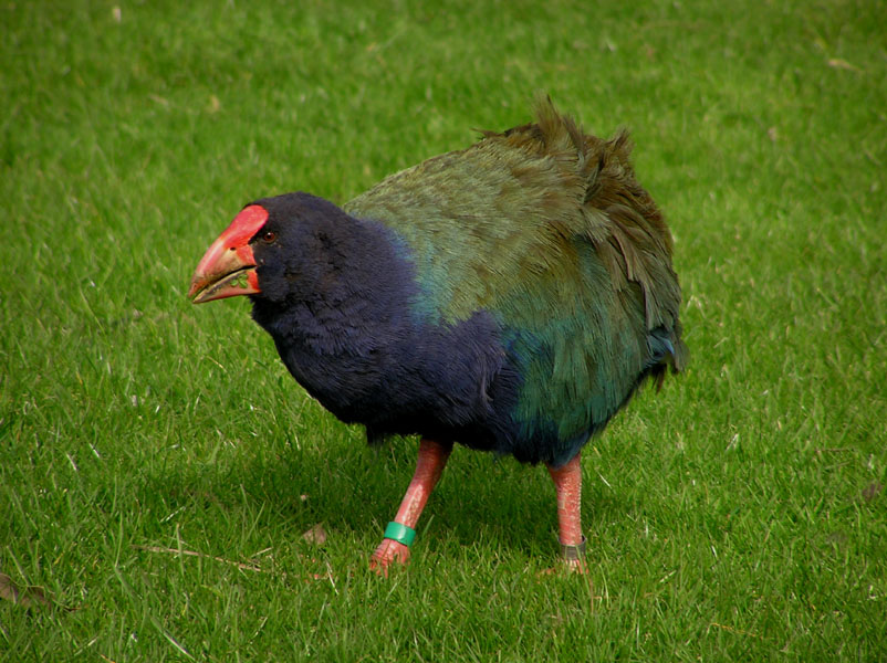 Takahe.jpg