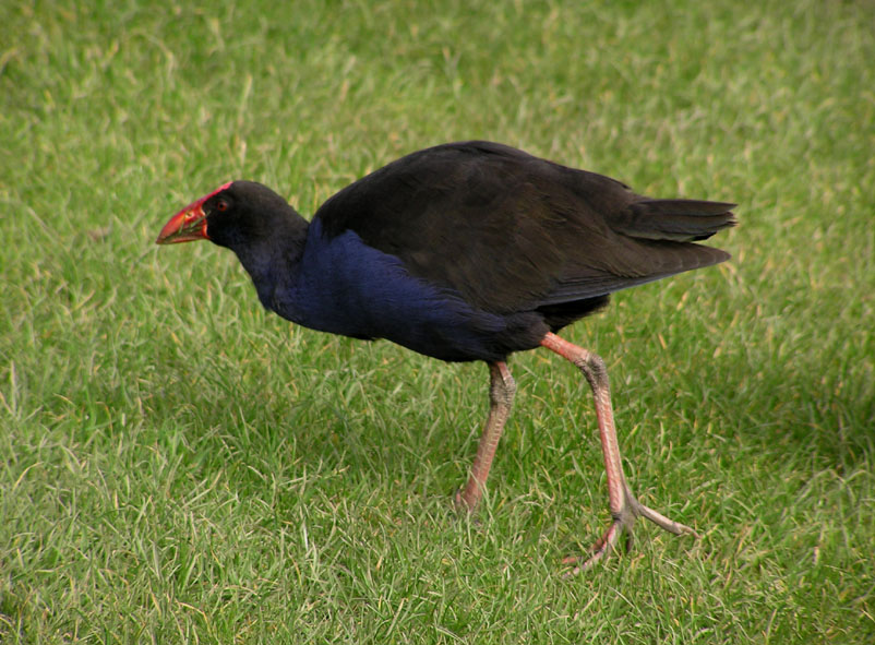 Pukeko.jpg