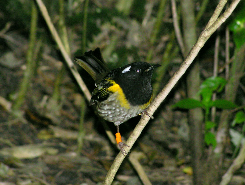 Stitchbird.jpg