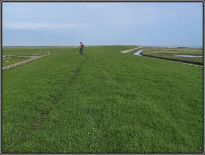 Dike (Wadden Sea)
