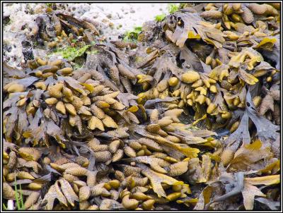 Seaweed
