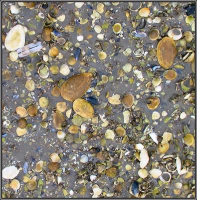 Sea bottom