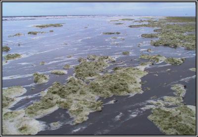 Seaweed