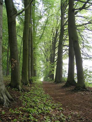 beukenlaan
