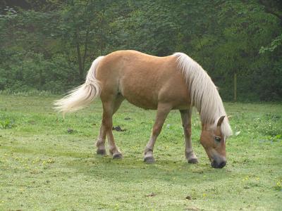pony