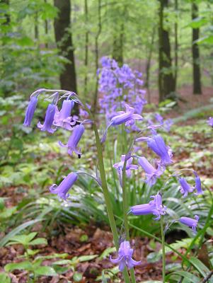 blauwe klokjes