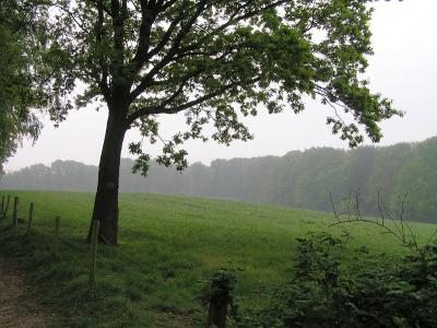 alleenstaande boom