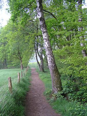 berkenbomen