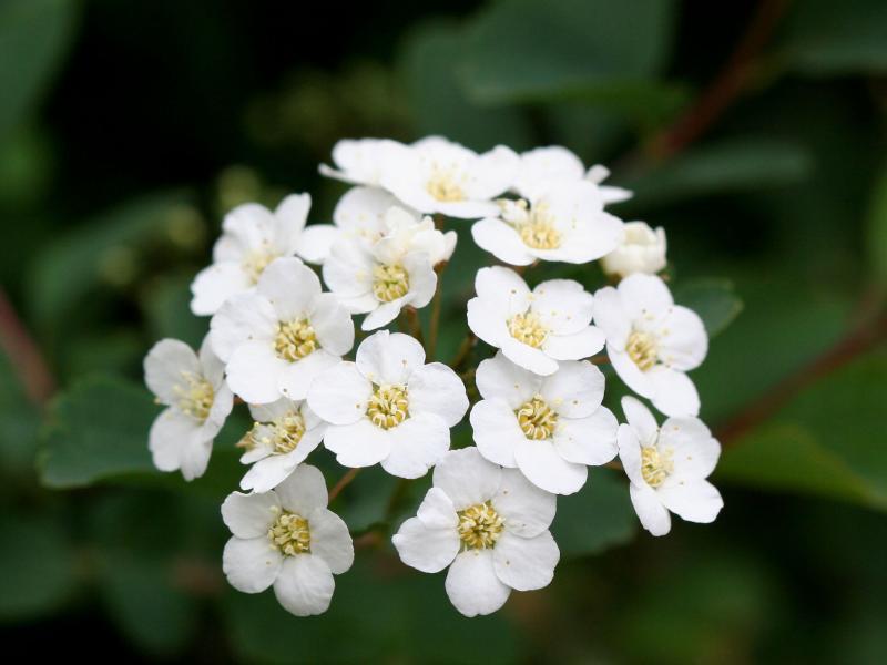 Bridal Veil Bush Florets