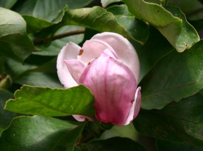 August Magnolia