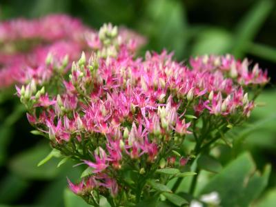 Sedum or Autumn Joy