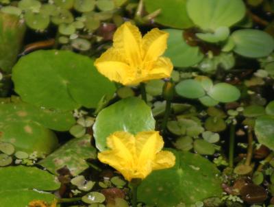 Yellow Water Lilies - Nymphoides peltata