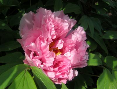 Pink Peony