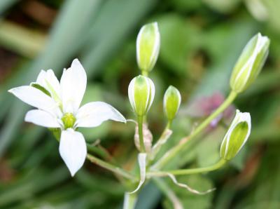 Star of Bethlehem