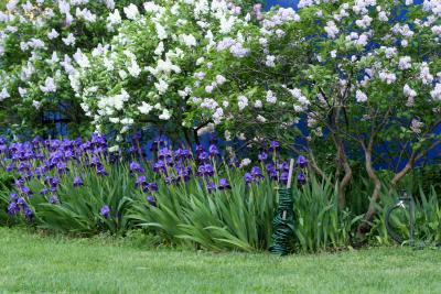 Iris & Lilacs 505