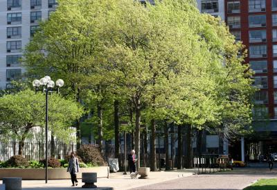 New Oak Foliage  NYU Silver Towers