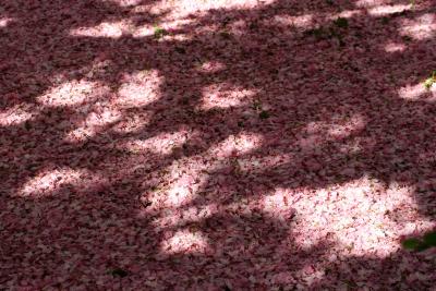 Cherry Blossoms  NYU AC
