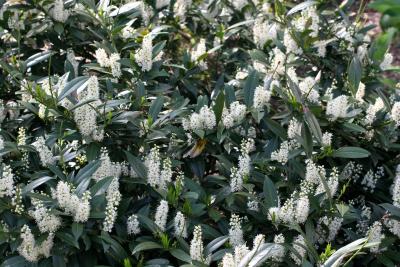 Prunus laurocerasus or Cherry Laurel