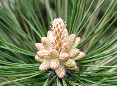 Pine Cone Forming