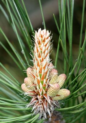 Pine Cone Forming