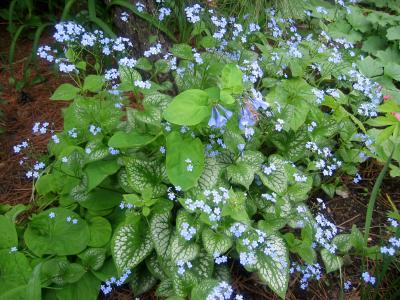 Brunnera