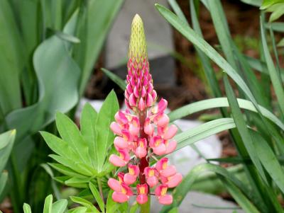 Coral Lupine
