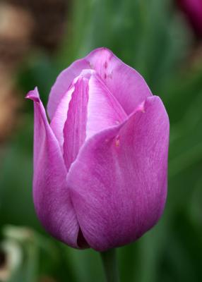 Tulip