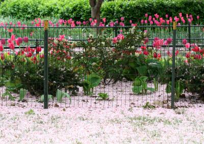 Cherry Blossoms & Tulips WSP