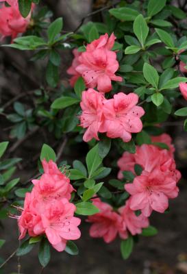 Azalea NYU  at the Courant Institute of Mathematics on Mercer Street