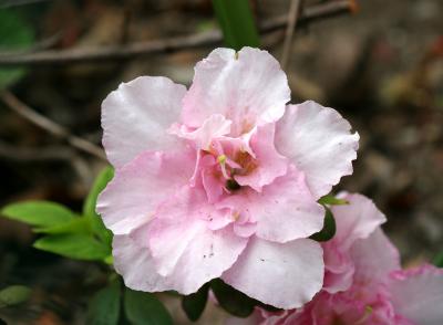 Pink Azalea