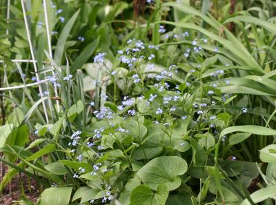 Forget Me Nots