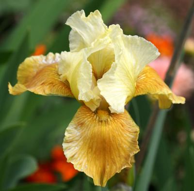 Yellow Iris