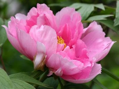 Pink Peony