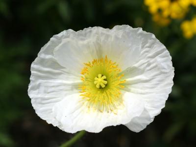 White Poppy