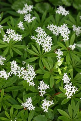 Galium odoratum - Woodruff or sweetscented bedstraw