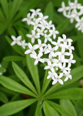 Galium odoratum - Woodruff or sweetscented bedstraw