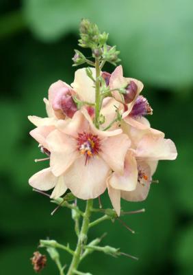 Verbascum