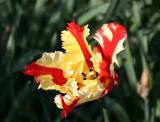 Tulip WSP