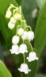 Lily of the Valley